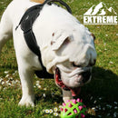 Ancol Extreme Padded Dog Harness with Handle - Percys Pet Products