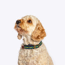 FatFace Bold Stripe Dog Collar & Lead Set