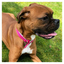 Buy Ancol Viva Padded Buckle Dog Collar | Percys Pet Products