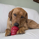 KONG Easy Treat Cheddar Cheese - Percys Pet Products