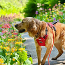 Buy Ancol Viva Exercise & Travel Dog Harness | Percys Pet Products