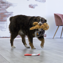 Buy KONG Comfort Pups Goldie Dog Toy | Percys Pet Products