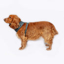 FatFace Marching Dogs Adjustable Harness - Percys Pet Products