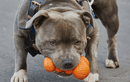 Gor Rubber Super Giggle Bone Dog Toy - Percys Pet Products