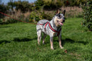 Halti Comfy Dog Harness in Red - Percys Pet Products