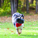 KONG Extreme Flyer Dog Toy - Large - Percys Pet Products