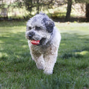KONG Signature Balls Dog Toy - Percys Pet Products