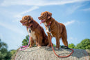 Long Paws Comfort Rope Dog Leash with Locking Click 120cm - Percys Pet Products