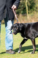 Long Paws Comfort Short Safety Belt / Close Control Lead - Percys Pet Products