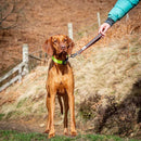 Long Paws Comfort Short Safety Belt / Close Control Lead - Percys Pet Products