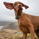 Long Paws Earth Friendly Trig Point Dog Collar - Percys Pet Products