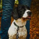 Long Paws Earth Friendly Trig Point Dog Collar - Percys Pet Products