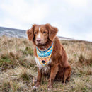 Long Paws Funk The Dog Bandana in Sunrise Blue Orange - Percys Pet Products