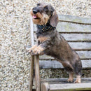 Long Paws Funk The Dog Bow Tie in Gold Black Leopard - Percys Pet Products