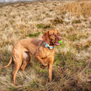 Long Paws Funk The Dog Bow Tie in Sunrise Blue Orange - Percys Pet Products