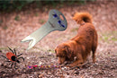 Long Paws Tick Remover - Percys Pet Products