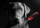 Patento Dog E-Lite Leash with Solar Torch - Percys Pet Products
